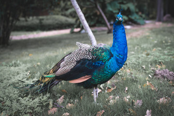 Der Pfau © Ben.Photoholic