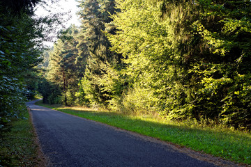 desert road in the forest