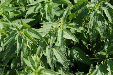 The green nettle thickets