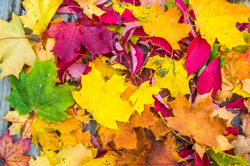 Naklejka na ściany i meble Abstract background of autumn leaves. Autumn background.