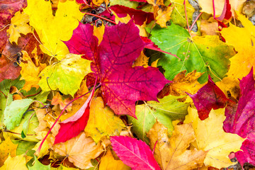 Naklejka na ściany i meble Abstract background of autumn leaves. Autumn background.