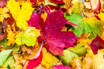 colorfulAutumn Leaves. autumn background. orange and yellow autumn leaves.