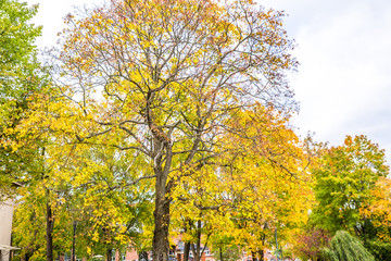 autumn scene.Autumn landscape. Golden autumn view. Autumn forest panorama