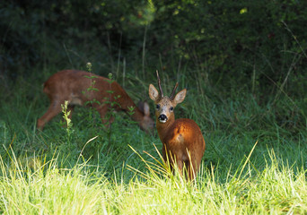 Jeune mâle cerf appelé daguet avec des bois sur la tête (pivots). 