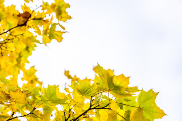 Beautiful Colorful Autumn Leaves / green, yellow, orange, red.