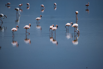 Fototapeta premium A flurry of flamingos at Lake Magadi, Rift Valley, Kenya