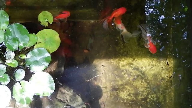 Goldfish in water pond fresh with green plants and stones,sunlight beautiful.footage.video