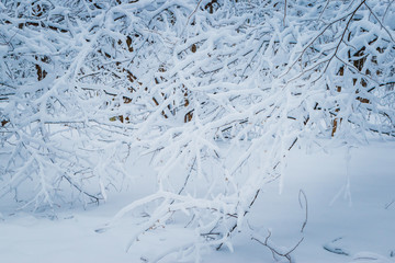 Winter forest and tree branches in the snow