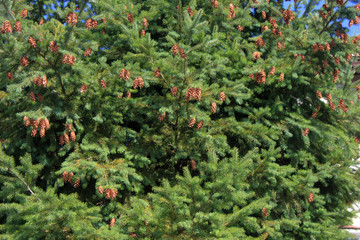 Big fir tree with lots of cones