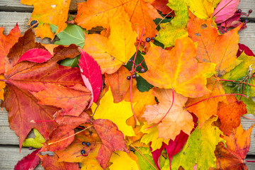 colorfulAutumn Leaves. autumn background. orange and yellow autumn leaves.