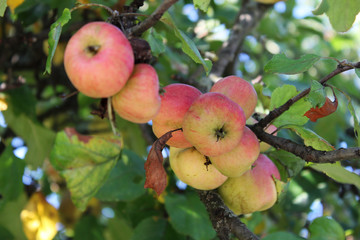 A lot of red apples in the branch of the apple tree