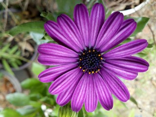 Obraz premium flower