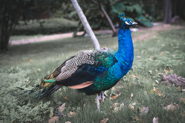 Der Pfau © Ben.Photoholic
