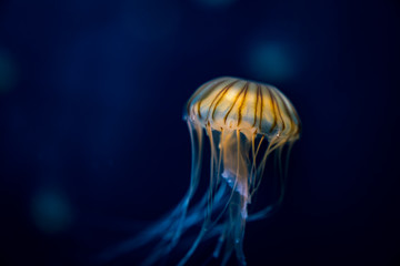 The Jellyfisch © Ben.Photoholic