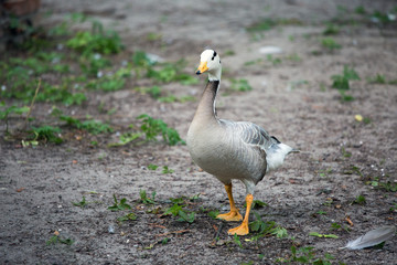 Beautiful duck closeup