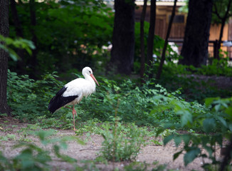  The beautiful heron closeup