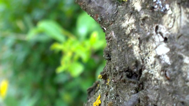 ciliegio selvatico