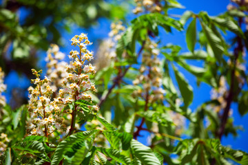 Beautiful blooming chestnut closeup