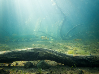 Underwater landscape with big pike and group of perch