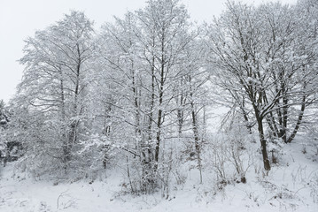 Fototapeta na wymiar Forest, Snowy trees in winter. 