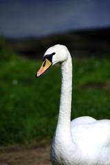 Swan is watching you