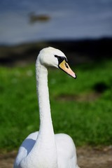 Male Swan defending his ground