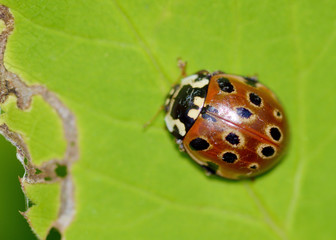 Ladybug on the plant flower.