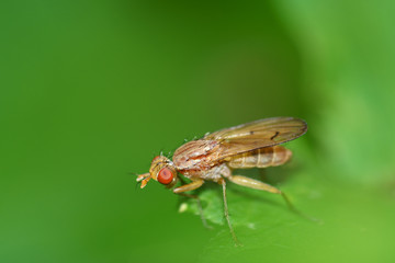 the bedbug sits on a leaf.
