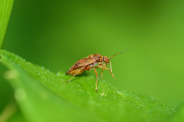 the bedbug sits on a leaf.