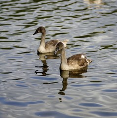 Reflections of a swan cygnets