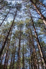bottom view of pines and blue sky. Vertical