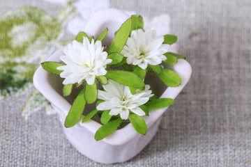 Tiny white daisy flowers in ceramic pot.