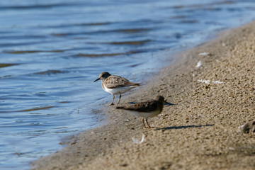 Temminck’s Stint (Calidris temminckii).