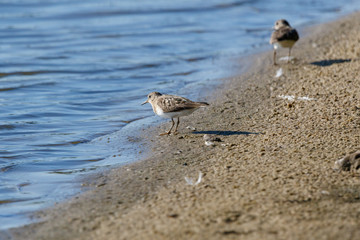 Temminck’s Stint (Calidris temminckii).