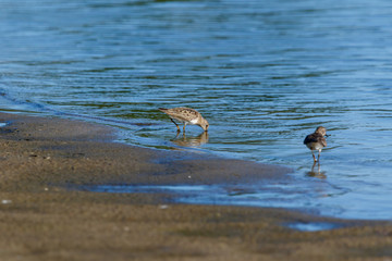 Temminck’s Stint (Calidris temminckii).