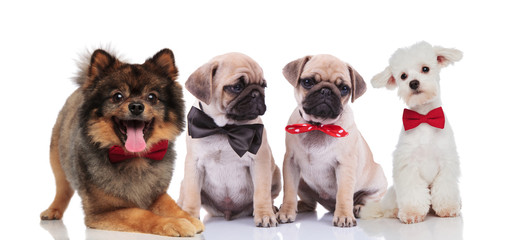 four cute and happy dogs wearing bowties