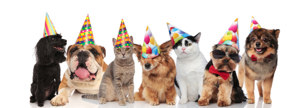 group of seven adorable cats and dogs on birthday party