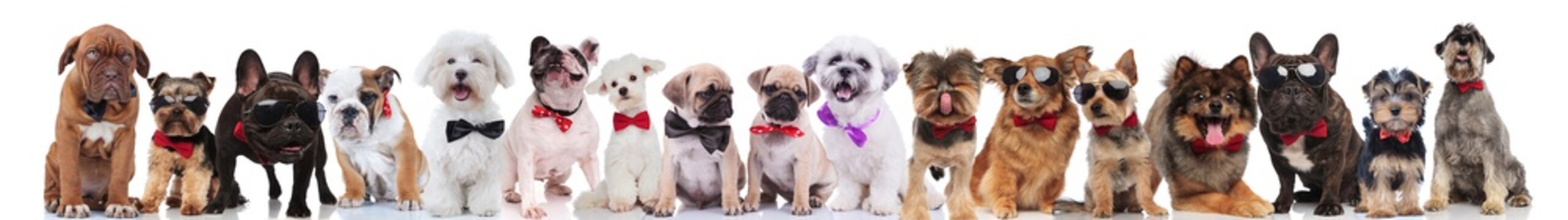 many stylish dogs of different breeds wearing bowties and sunglasses