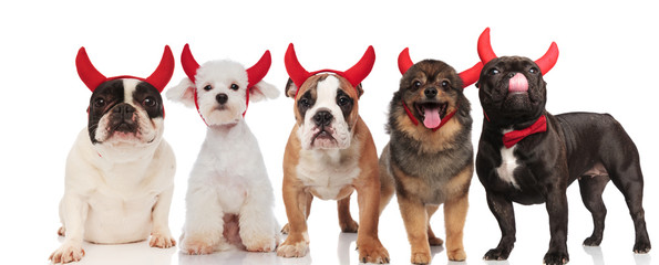 funny group of five dogs wearing red devil horns