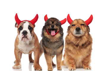 team of three adorable devil dogs standing and sitting