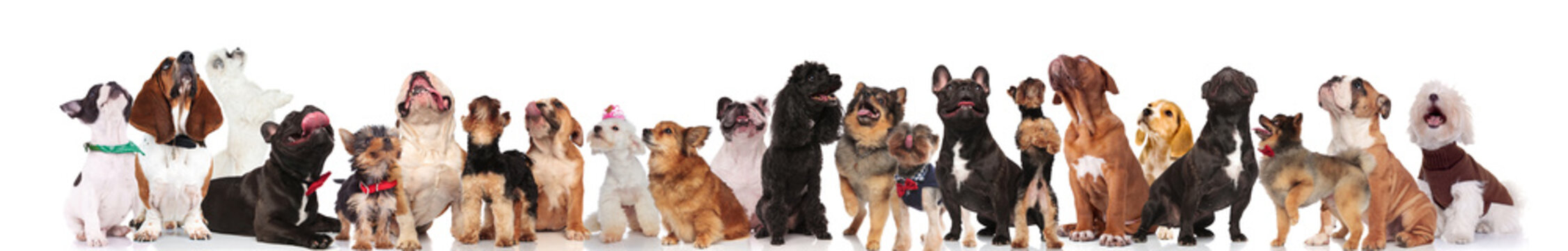 cute group of curious dogs wearing bowties and collars