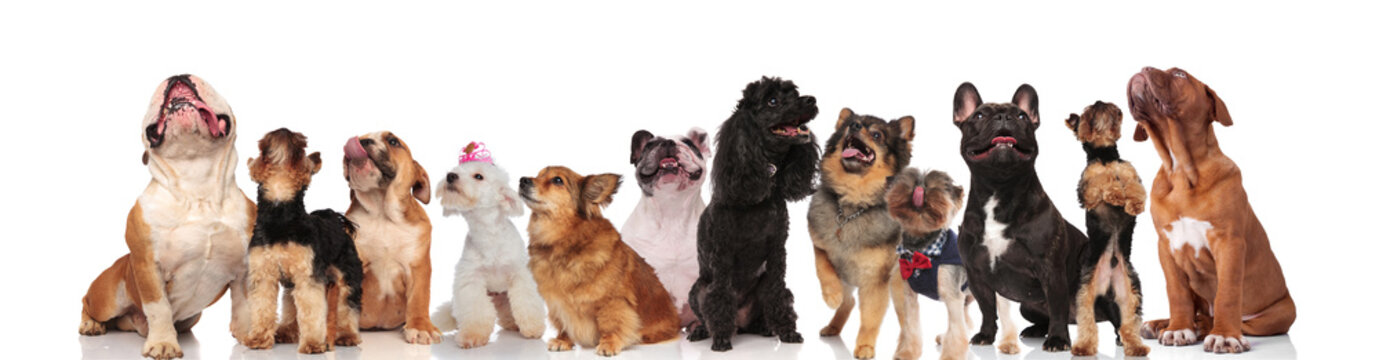large group of panting dogs look up on white background