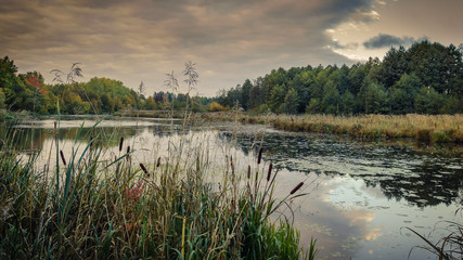 Fototapeta na wymiar beautiful autumn landscape. view of a swampy lake through coastal reeds in cloudy weather