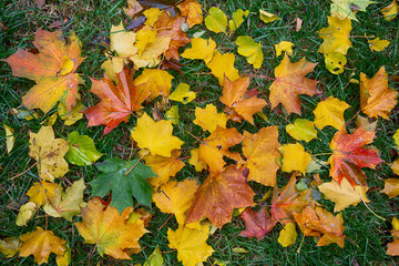 Naklejka na ściany i meble Colorful fall maple leaves on a background of green grass. Autumn