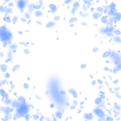 Dark blue flower petals falling down. Excellent romantic flowers vignette. Flying petal on white squ