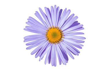 Aster alpinus isolated on white background,Aster alpinus purple violet flowers in bloom