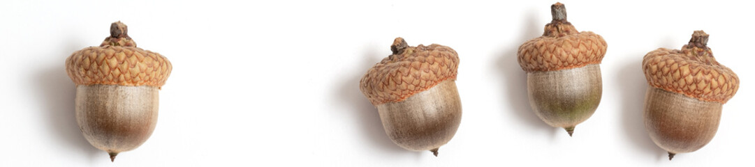header acorns of an oak on a white background