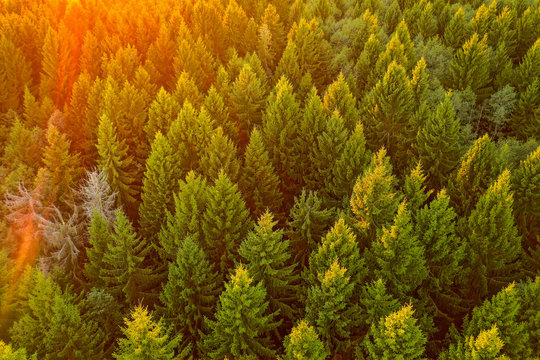Fototapeta Aerial view on a pine forest on sunset