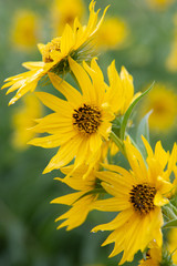 Maximilian Sunflowers (Helianthus maximiliani) after a rain storm