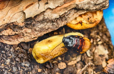 Madagascar hissing cockroach aka Gromphadorina Portentosa while eating a banana